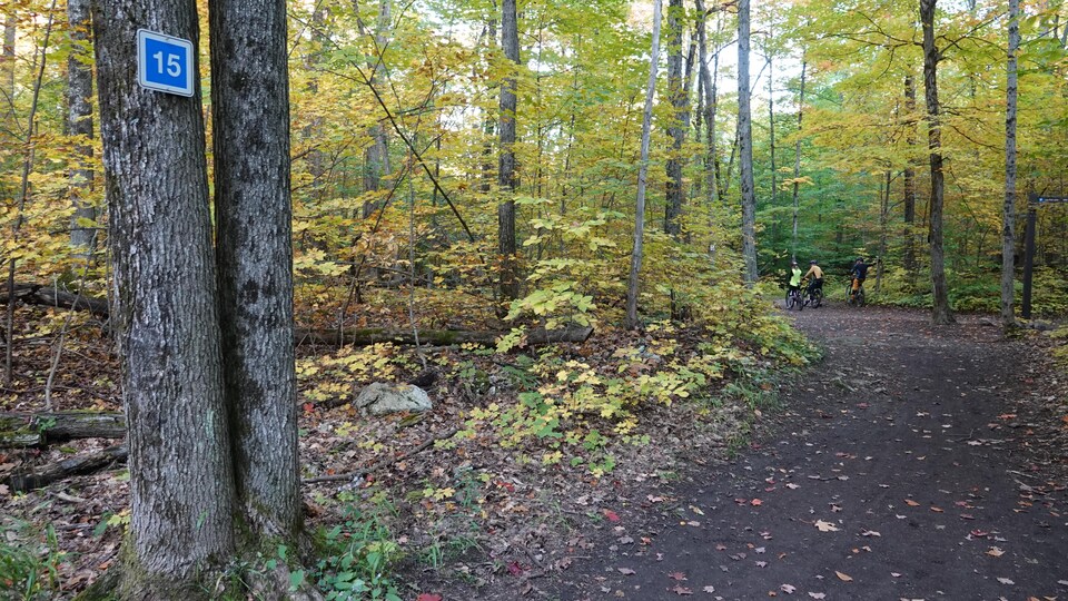 Un sentier sur terre battue, dans une forêt; les feuilles des arbres sont jaunes.