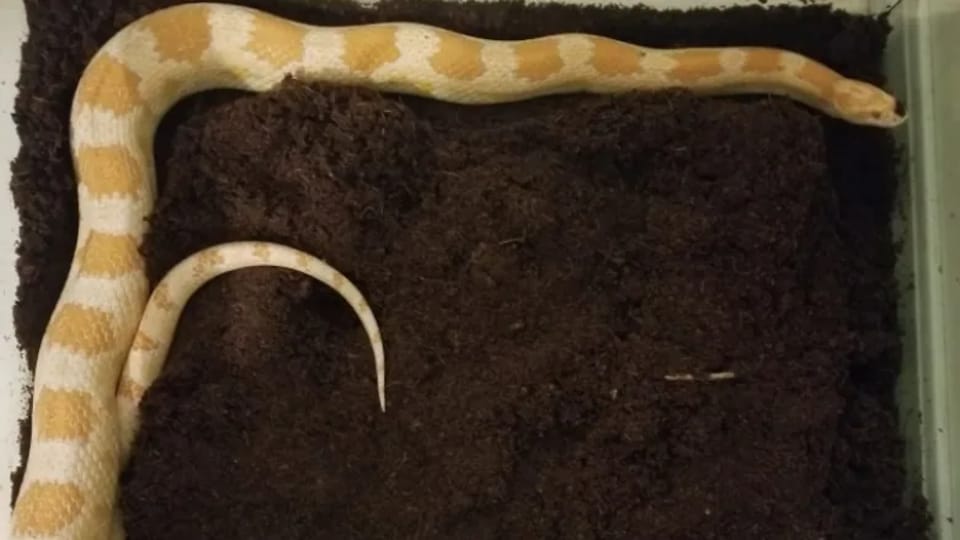 Le grand serpent orange et blanc retrouvé dans l'autocar est installé sur un tapis.