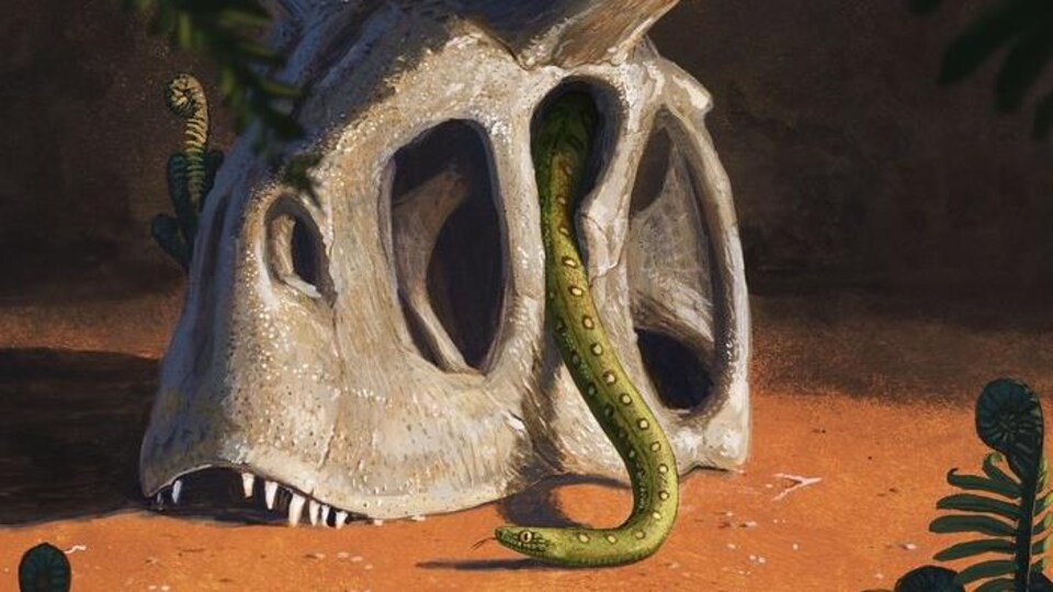 Illustration montrant un serpent sortant d'un crâne de dinosaure.