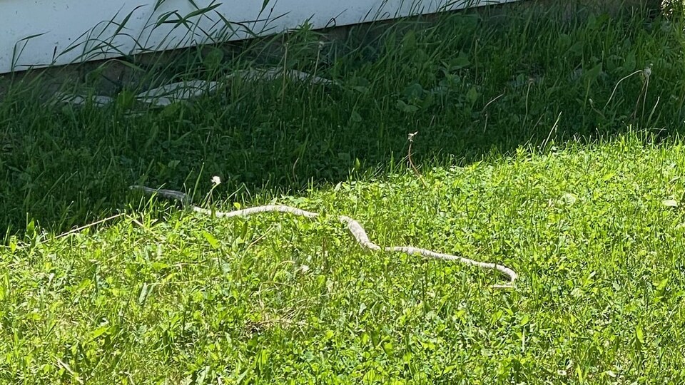 Un serpent blanc dans l'herbe.