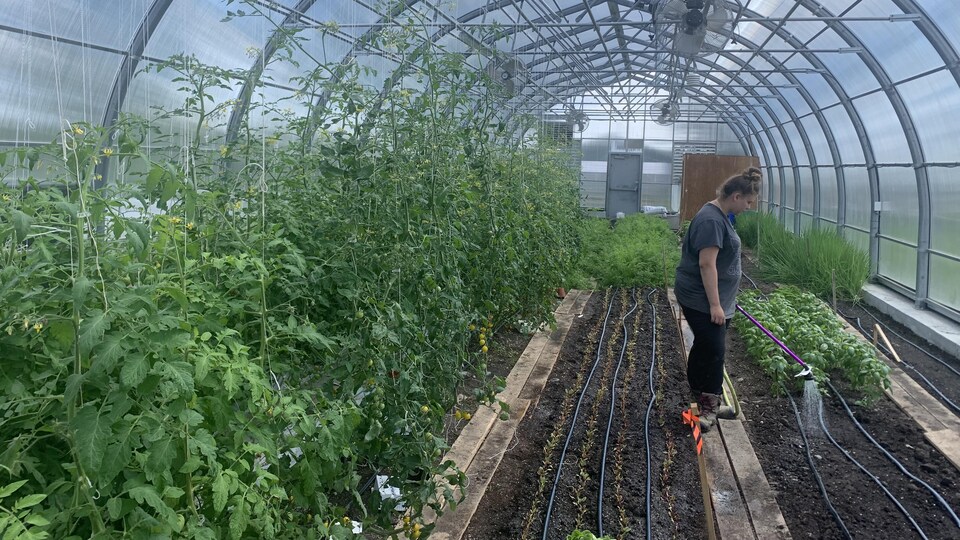 Une femme arrose la terre dans la serre communautaire.