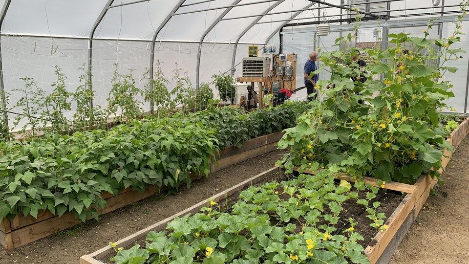 Une serre avec des plants.