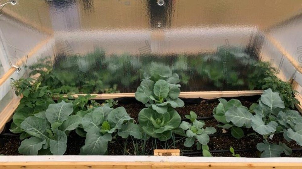 Des légumes dans une serre hydroponique.