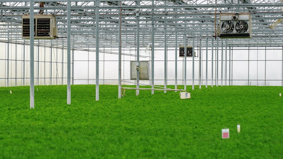 L’industrie des serres, nerveuse face au prix du gaz naturel Radio