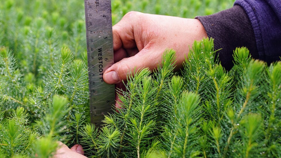 L’industrie des serres, nerveuse face au prix du gaz naturel Radio