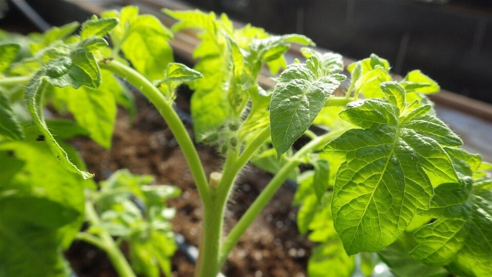 Plant de tomates