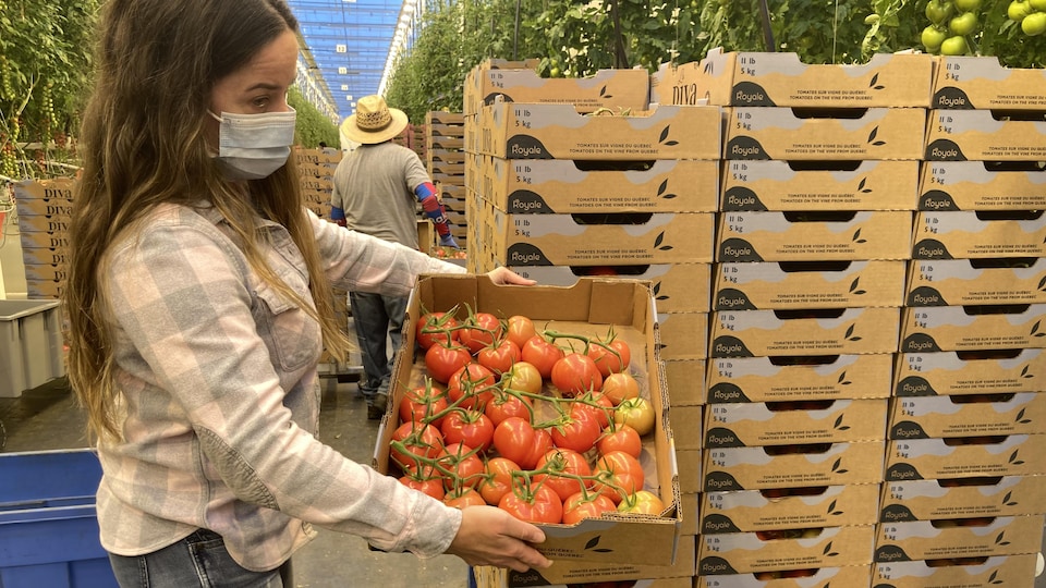 Isabelle Prévost tient une boîte de tomates produites dans une serre.