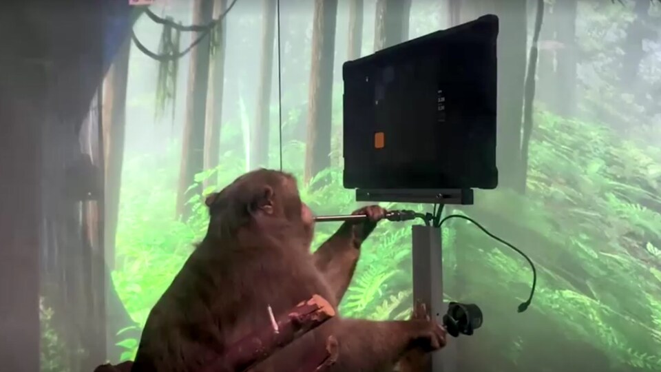 Une capture d’écran d’un singe face à un écran.