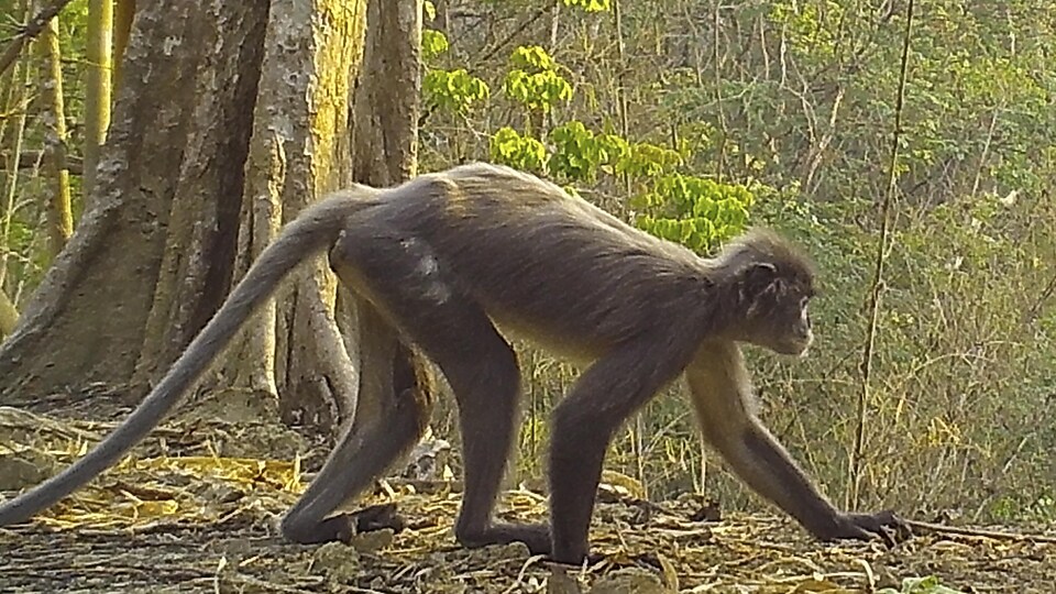 Un singe langur de Popa se déplace sur le sol d'une forêt. 