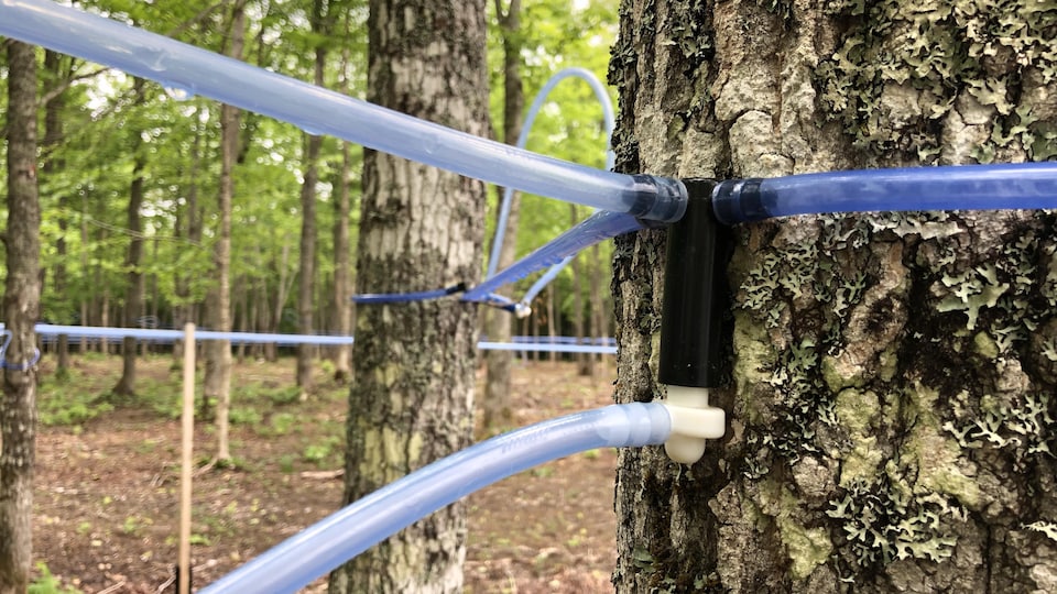 Une entaille ou un trou dans un érable est relié à plusieurs tubes bleus entre les érables.
