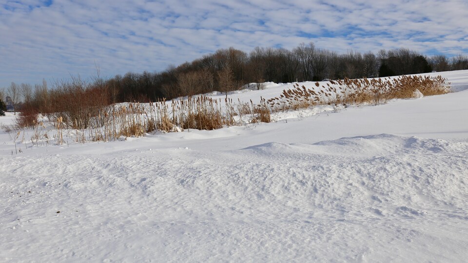 Le site du futur cimetière musulman de Québec