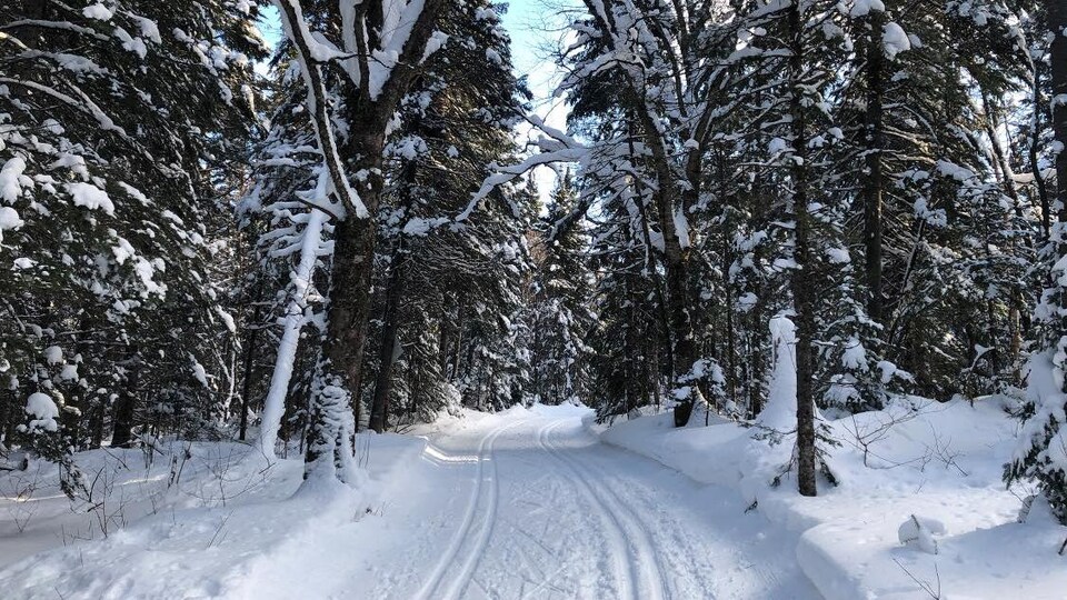 Deux pistes de ski de fond classique, en forêt.