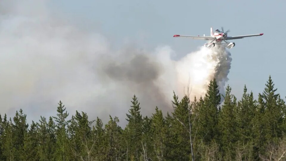 Un avion-citerne répand une cargaison d'eau sur une forêt de conifères.