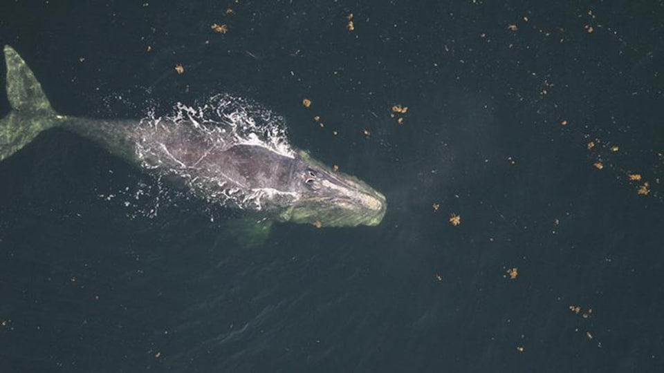 La baleine Snake Eyes, vue de haut, nage dans la mer.