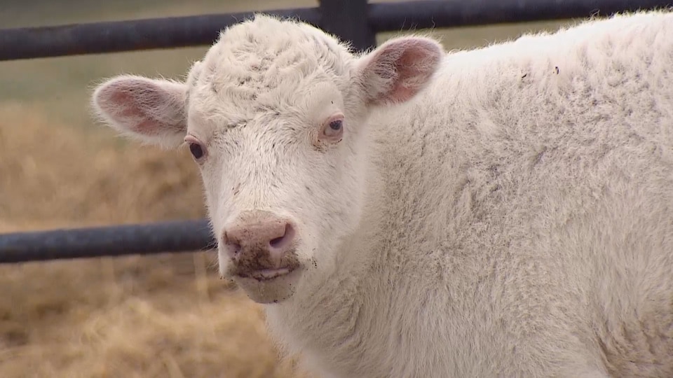 La Naissance D Un Bison Blanc Vue Comme Un Signe D Espoir Radio Canada Ca