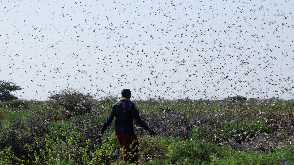 Un fermier somalien marche au milieu des criquets pèlerins dans un pâturage près de Dusamareb dans la région de Galmudug.