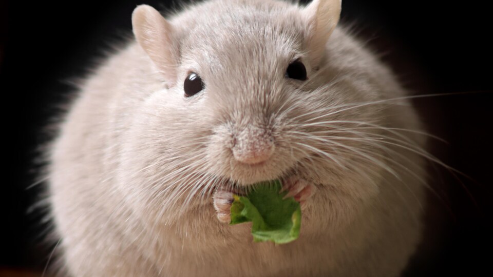 Une souris mange une feuille.