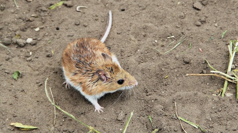 Une souris