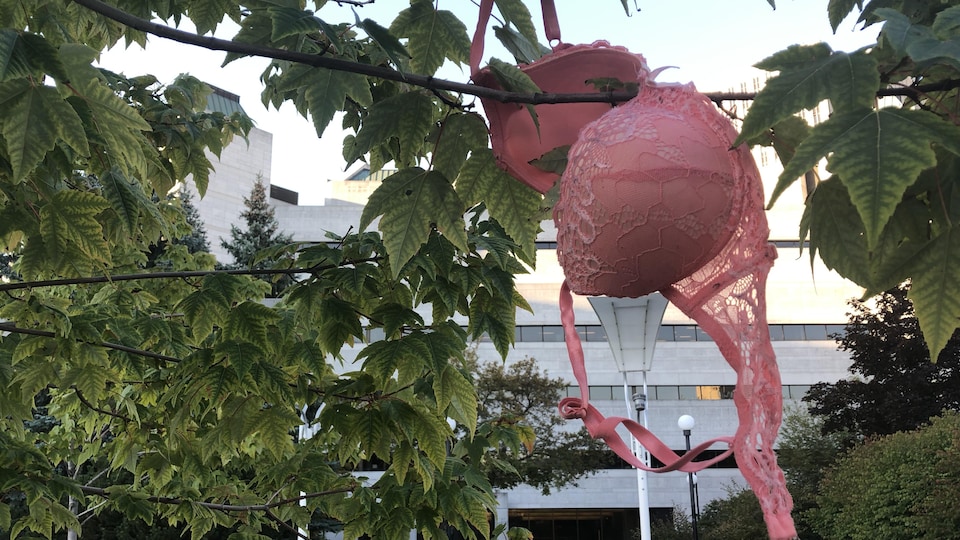 Un soutien-gorge rose dans un arbre devant l'hôtel de ville d’Ottawa.