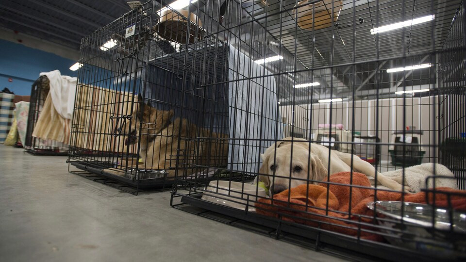 La SPCA de Montréal a 150 ans