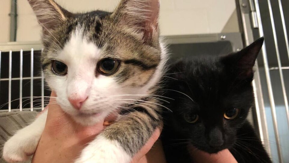 Deux chats sont tenus par un bénévole devant des cages.