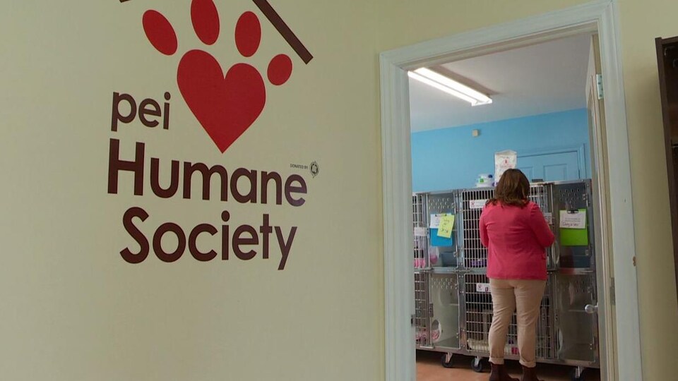 L'intérieur du refuge, avec un logo peint sur un mur près de la porte d'entrée d'une pièce où une bénévole s'affaire près des cages.