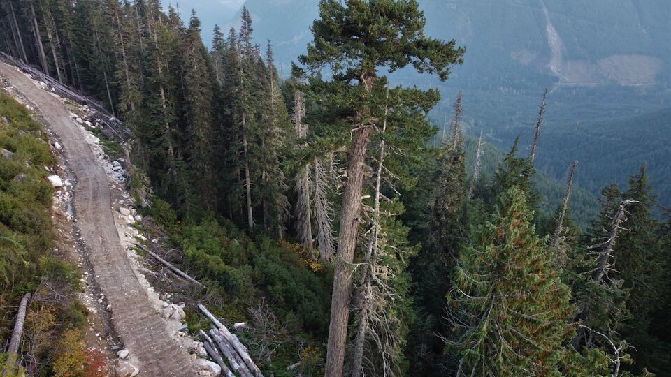 Une route de bois à flan de montagne dans une forêt.