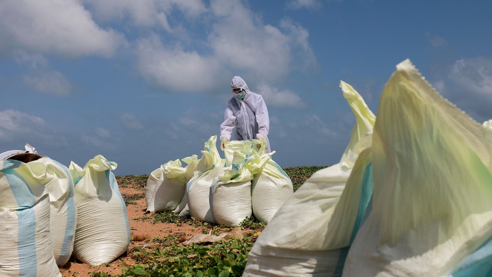 Una persona con traje blanco recoge bolsas de escombros en la playa.