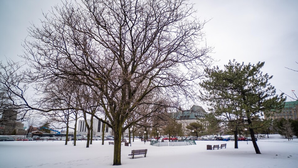 Des arbres dans un petit parc en hiver près de la Cour suprême du Canada, à Ottawa.