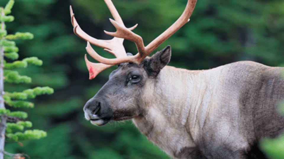 A forest caribou.