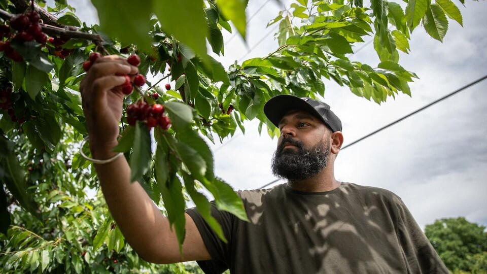 Sukhdeep Brar, le propriétaire de Brarstar Orchards.