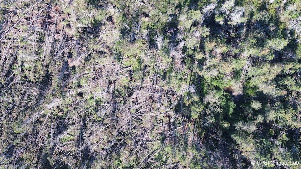 Une image aérienne d'une forêt avec des arbres de tombés. 
