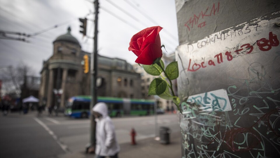 Une rose accrochée à un arbre en mémoire des victimes de la crise des opioïdes à Vancouver.