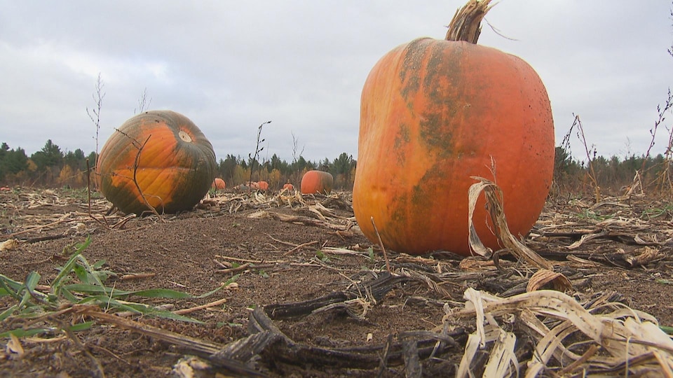 Des citrouilles abimées dans un champs en automne