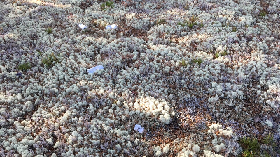 Les Japonais friands du matsutake, un champignon du NordduQuébec qui
