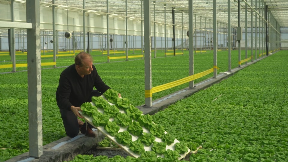 L’industrie serricole québécoise prête à atteindre l’autonomie ...