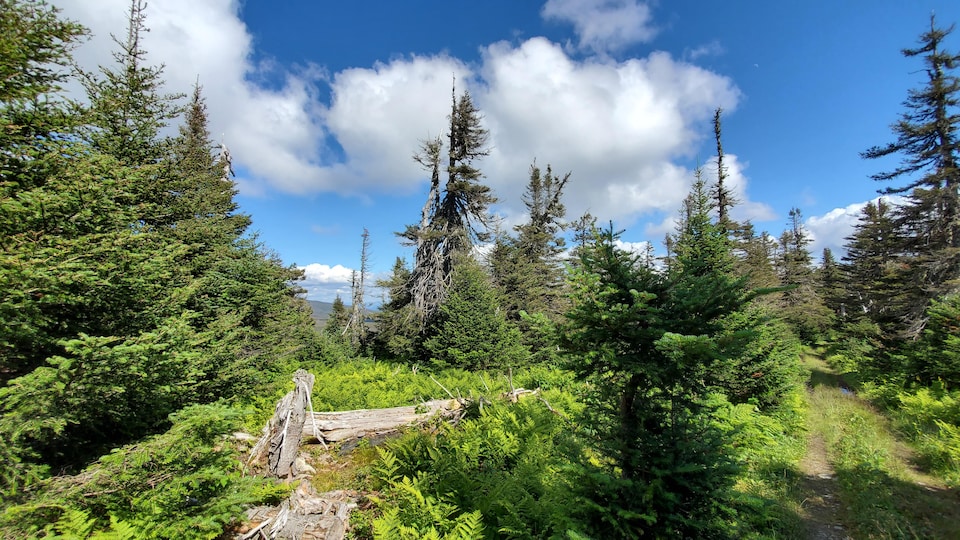 Forêt au sommet du mont Blanc, en Gaspésie, plus précisément dans la réserve faunique de Matane.