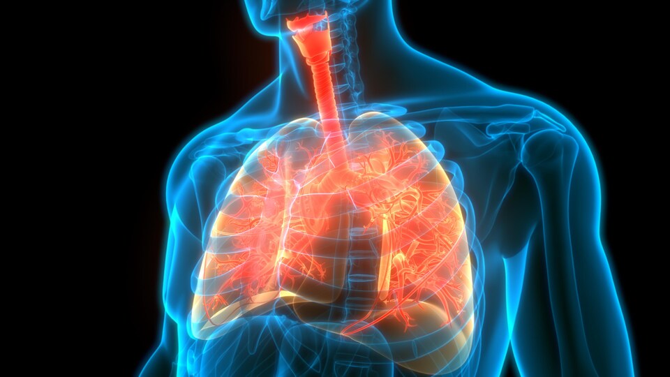 Illustration montrant le système respiratoire humain.