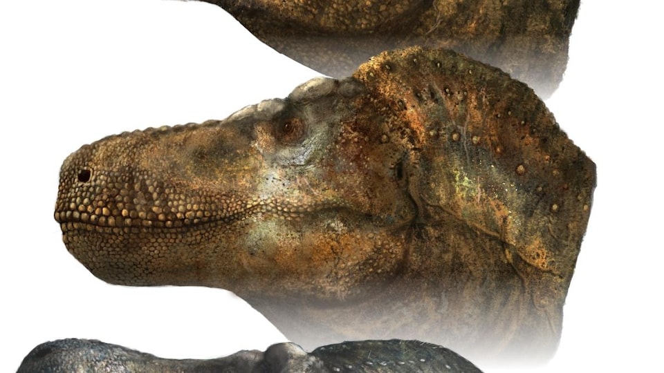Profil d'un T-Rex.
