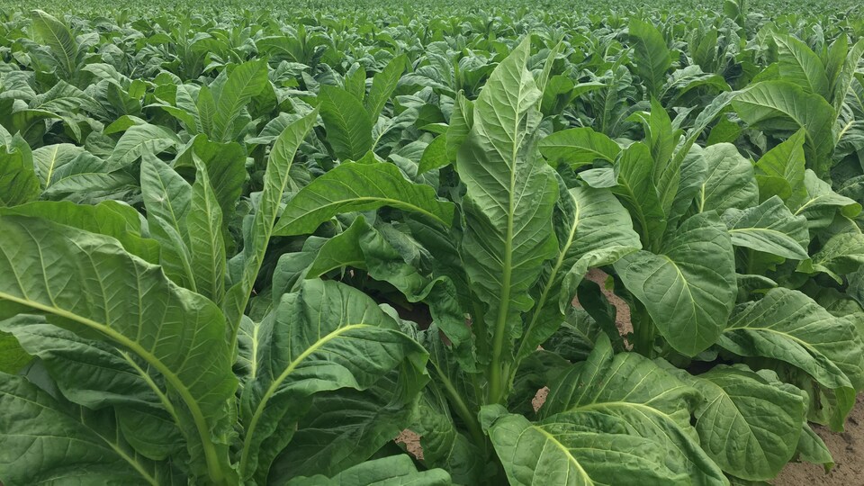 Plant de tabac dans un champ près de Tillsonburg. 