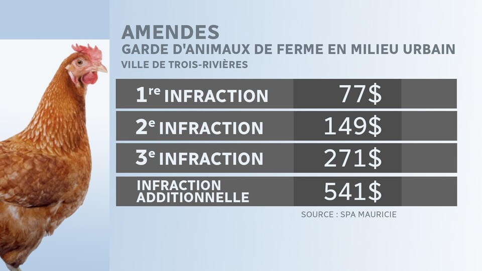 Pénurie De Poules En Mauricie Ici Radio Canadaca