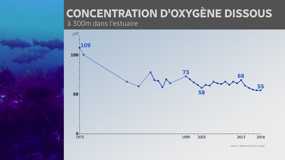 Tendance lourde vers une diminution de l'oxygène dans le Saint-Laurent.