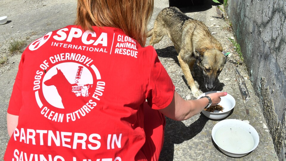 Une bénévole nourrit un chien errant à l'extérieur d'une station vétérinaire, juste à côté de la centrale de Tchernobyl, le 8 juin 2018. (Photo d'archives)