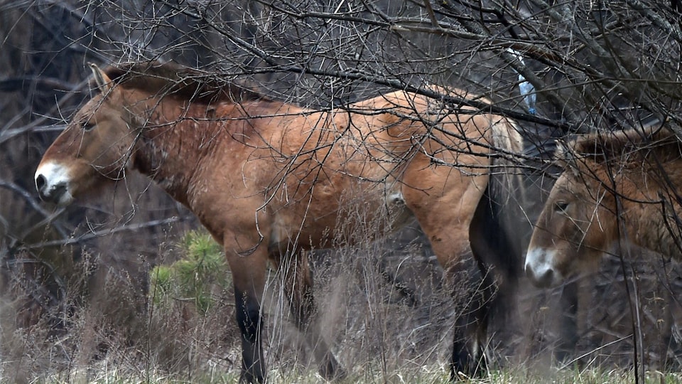 Deux chevaux de de Przewalski sortent d'une forêt.
