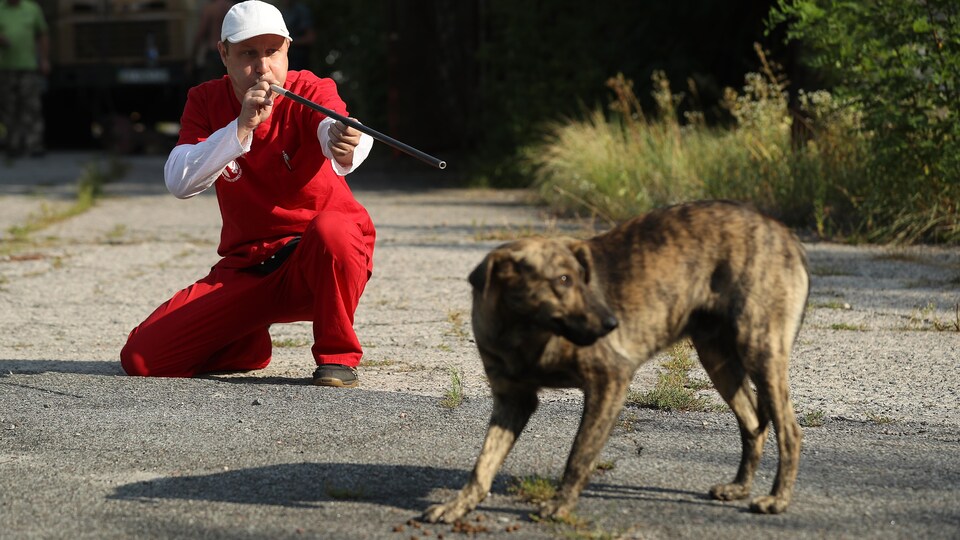 Un homme vise avec une sarbacane pour tirer une fléchette tranquillisante sur un chien errant.