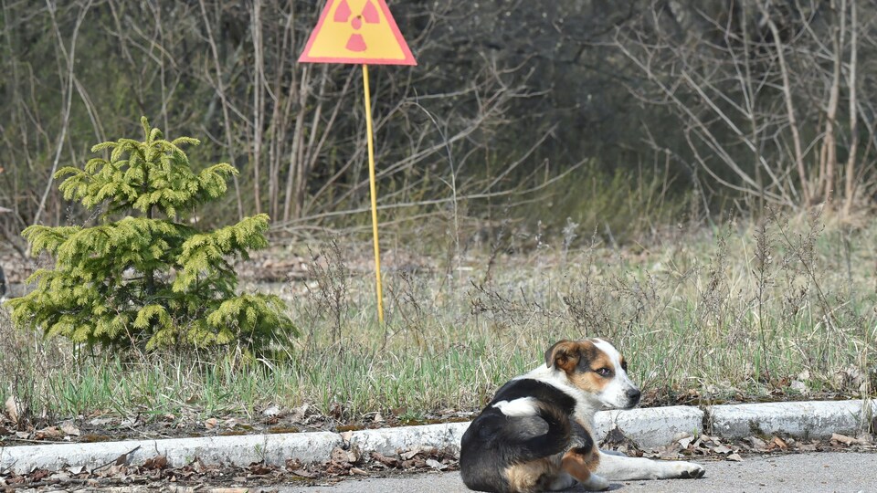 
Un chien se repose à côté d'un signe de radioactivité dans la ville fantôme de Prypyat, près de la centrale nucléaire de Tchernobyl, le 8 avril 2016. (Photo d'archives)