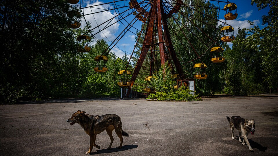 Deux chiens errants passent devant une grande roue en arrière-plan dans la ville fantôme de Prypiat, près de la centrale nucléaire de Tchernobyl.