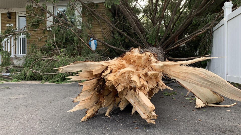 A completely uprooted tree.