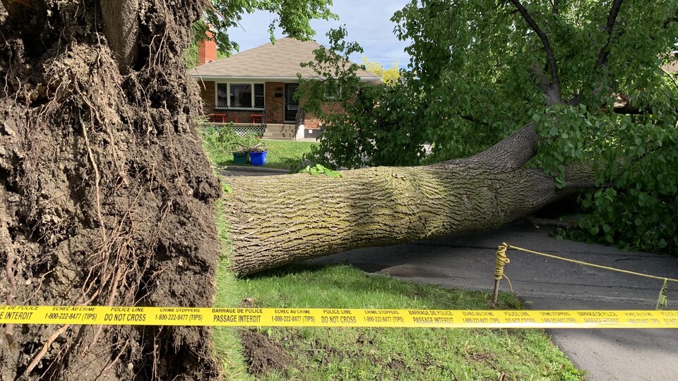Un arbre déraciné.