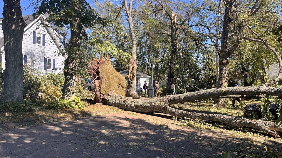 Cet arbre déraciné par la tempête Fiona obstrue une rue à Charlottetown.